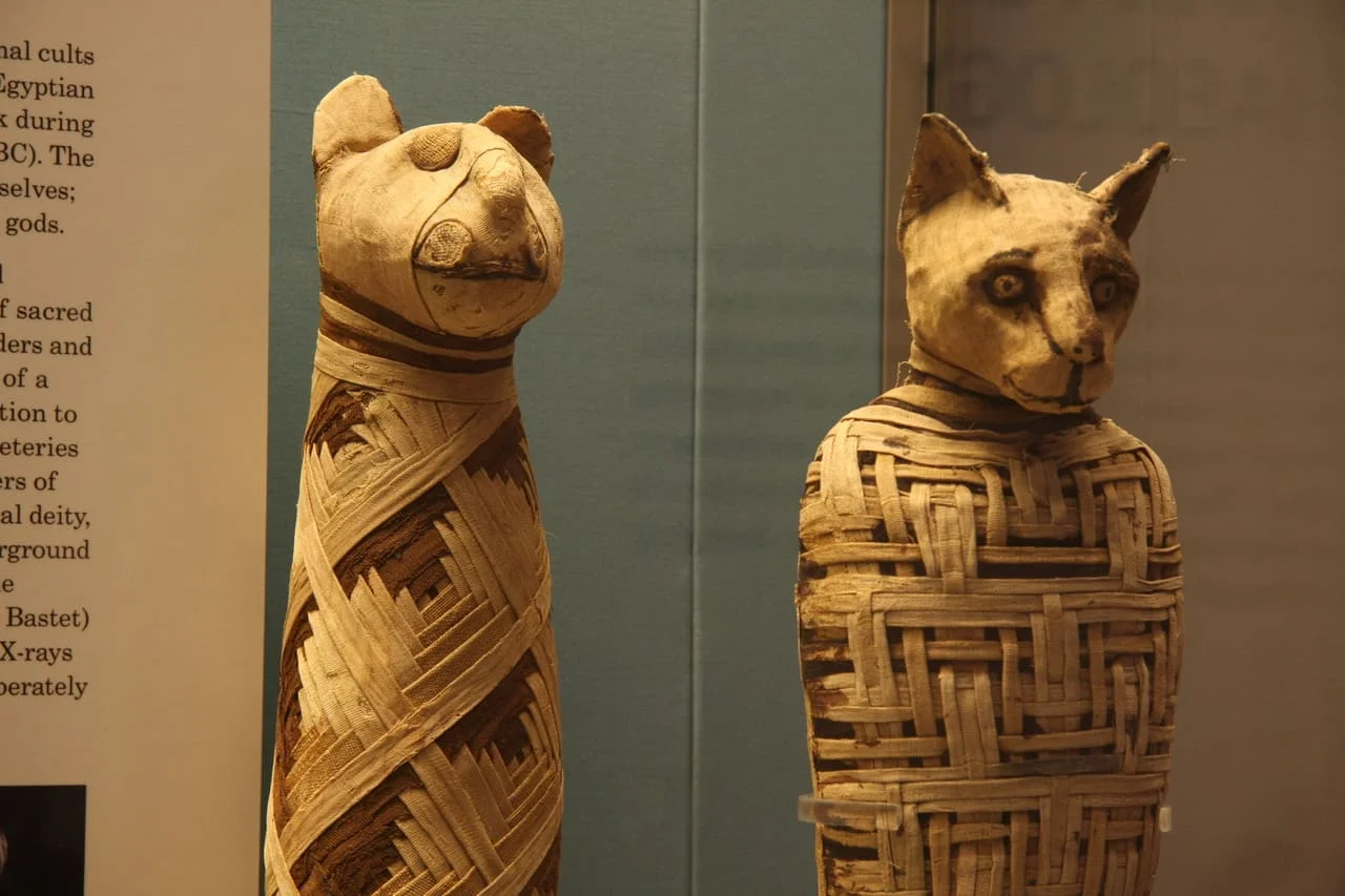 momificacion de animales
