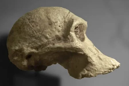 Australopithecus africanus