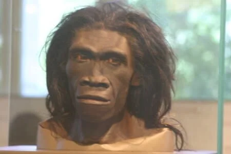 homo erectus