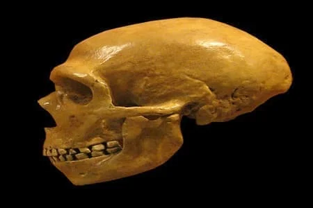 homo sapiens
