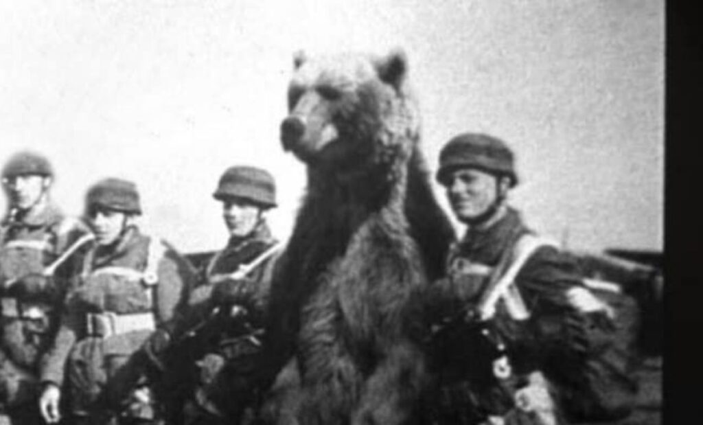 el oso wojtek
